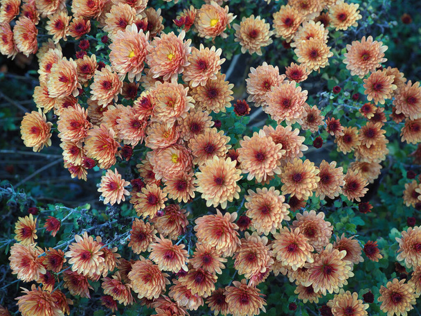 Kasımpatı diğer adıyla anneler veya kasımpatı bitkisi (bilimsel sınıflandırma Anthemiae) portakal çiçeği - Fotoğraf, Görsel