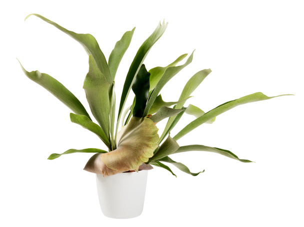 Distinctive flattened fronds of a potted Platycerium bifurcatum plant or ornamental Staghorn fern in a side view isolated on white with copyspace - Photo, Image