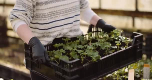 sadzonki geranium w szklarni Rolnictwo - Materiał filmowy, wideo