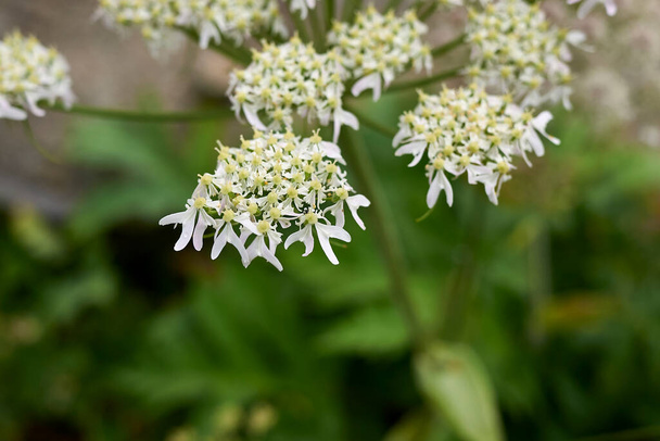 Heracleum sphondylium bílá květinová hlava zblízka - Fotografie, Obrázek