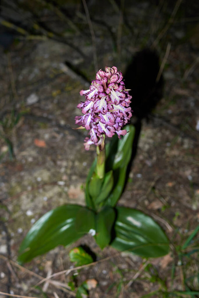 Himantoglossum robertianum Blüte aus nächster Nähe - Foto, Bild