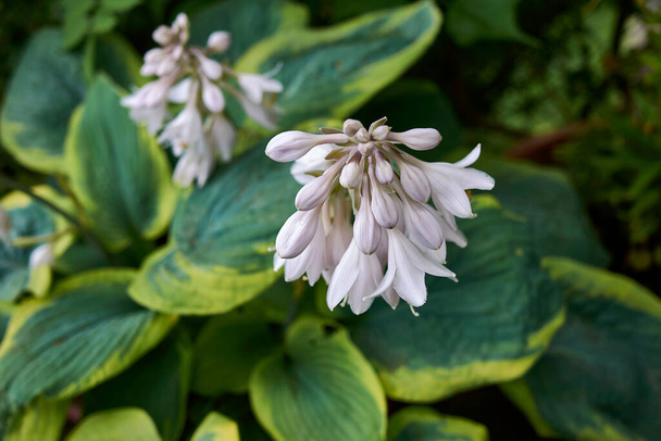 Hosta sieboldiana aus nächster Nähe mit weißen Blüten - Foto, Bild