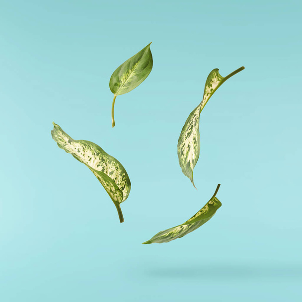 красивые свежие зеленые листья Aglaonema падают в й воздух изолированы на бирюзовом фоне - Фото, изображение