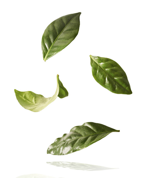 красивый свежий зеленый кофе листья падают в воздухе изолированы на белом фоне - Фото, изображение