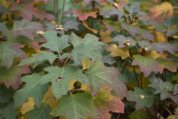 Hydrangea quercifolia värikäs lehtien syksyllä - Valokuva, kuva