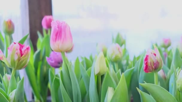 Tulips multicolored, different varieties grow in a greenhouse. The concept of primroses, flower growing, flower business. - Footage, Video
