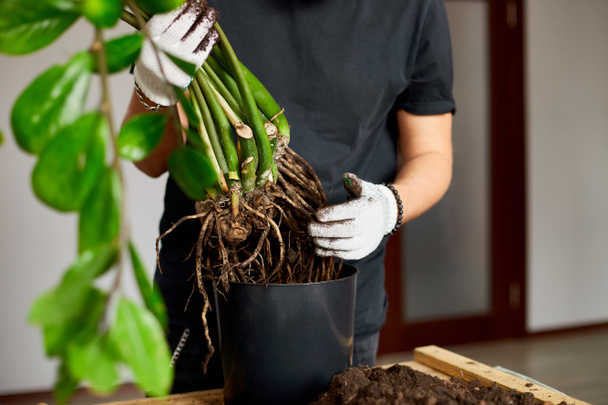 Menschenhände halten Zamioculcas Pflanze mit Wurzeln, Umtopfen von Blumen im Haus, die Zimmerpflanzentopfverpflanzung zu Hause, Hobbys und Freizeit, Hausgärtnern, Anbau und Pflege von Zimmerpflanzen - Foto, Bild