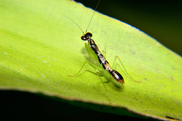 Odontomantis planiceps è conosciuto come la formica mantide asiatica. Mantide piccola e nera - Foto, immagini