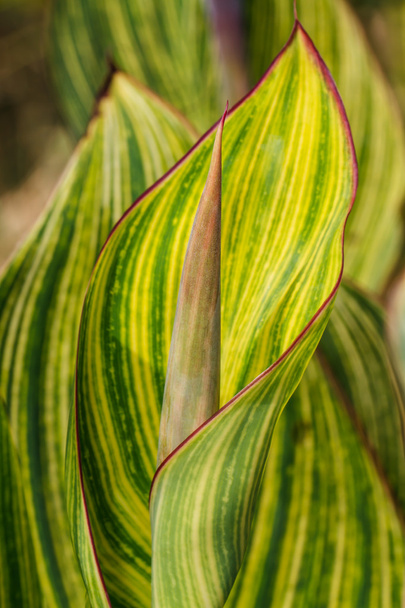  Green leaf as background - Fotoğraf, Görsel
