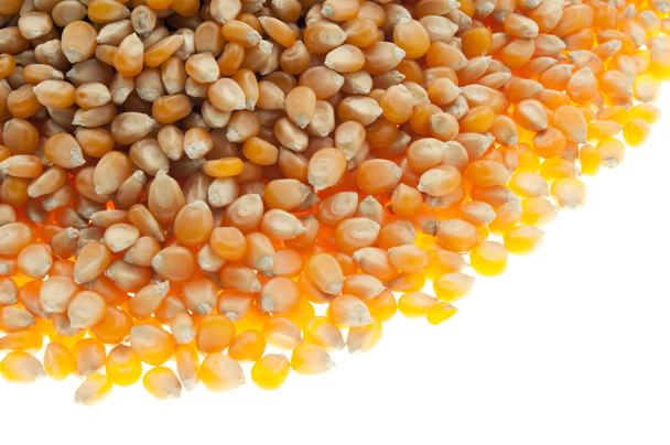 organic corn - Photo, Image