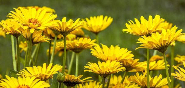 žluté květy - Fotografie, Obrázek