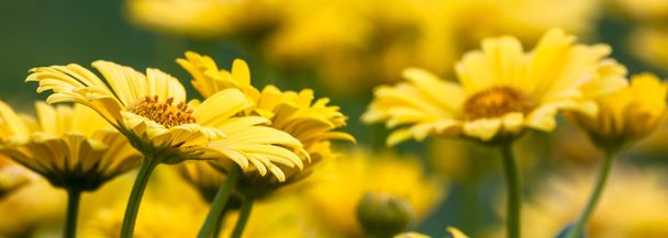 Yellow flowers - Photo, Image