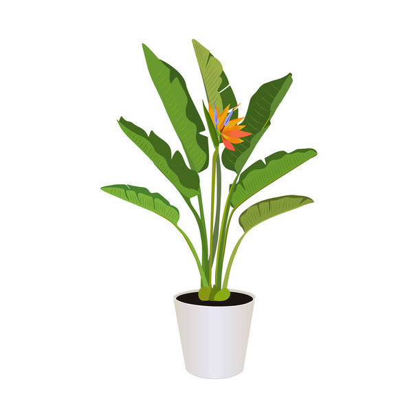 Стрелиця (Райская птица), растение в горшке изолированное на белом фоне, тропические растения, современные комнатные растения, векторная иллюстрация - Вектор,изображение