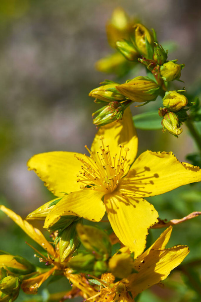 Hypericum perforatum fleurs jaunes - Photo, image