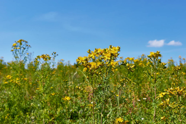 Hypericum perforatum keltaiset kukat - Valokuva, kuva