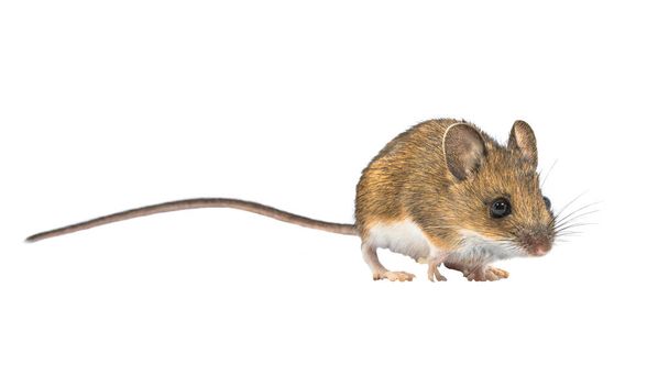 Bellissimo topo di legno (Apodemus sylvaticus) isolato su sfondo bianco. Questo simpatico topo dall'aspetto si trova in gran parte d'Europa ed è una specie molto comune e diffusa. - Foto, immagini