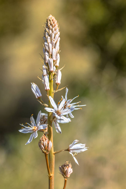 vertakte Asphodel (Asphodelus ramosus) bloem in bloei in de Spaanse Pyreneeën in het voorjaar, eind maart, Spanje - Foto, afbeelding