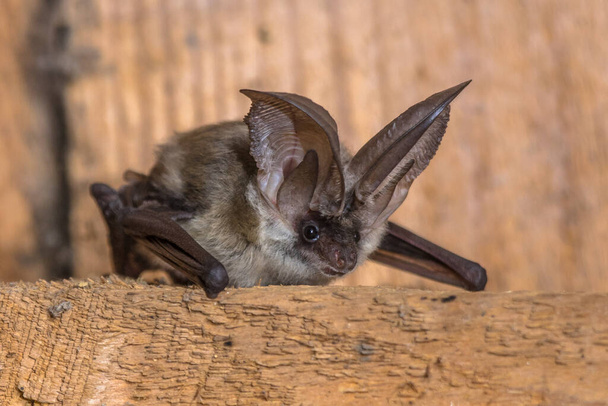 Pipistrello dalle orecchie lunghe grigie (Plecotus austriacus) è un pipistrello europeo abbastanza grande. Ha orecchie distintive, lunghe e con una piega distintiva. Caccia sopra i boschi, spesso di giorno, e soprattutto per le falene. - Foto, immagini