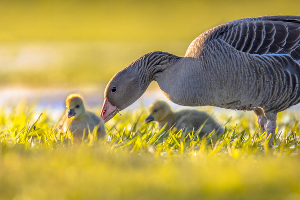 Grylag goose (Anser anser) mother bird with chicks in natural wetland habitat. Scène animalière dans la nature. - Photo, image
