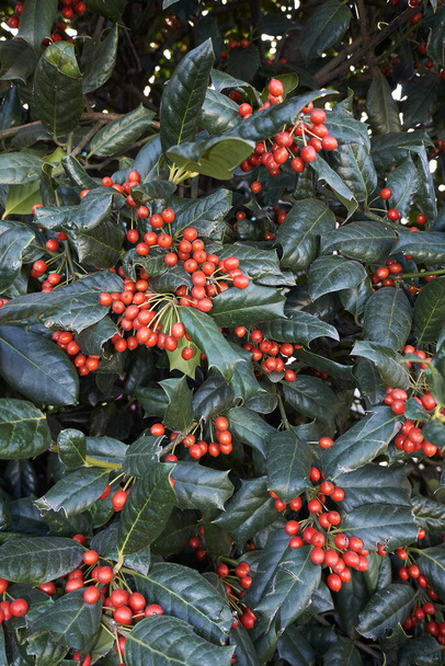 Ilex aquifolium branch with red berries - Photo, Image