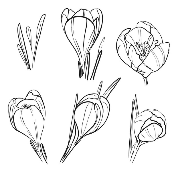 Crocus ζωγραφισμένα στο χέρι εικόνα. Ασπρόμαυρο διανυσματικό σχέδιο του σαφράν κρόκου που απομονώνεται σε λευκό φόντο w. Ανθισμένη ανοιξιάτικη βοτανική απεικόνιση λουλουδιών - Crocus sativus. - Διάνυσμα, εικόνα