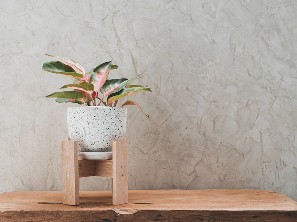 Aglaonema houseplant (chiński Evergreen) w nowoczesnym białym i czarnym pojemniku ceramicznym na drewnianym stole z drewna tekowego z tłem ściany cementowej z miejsca do kopiowania produktów - Zdjęcie, obraz