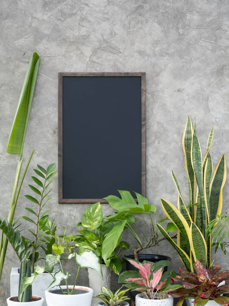 Group of green house plant with Monstera,Aglaonema,Chinese Evergreen,Ficus Elastica, ,Spotted betel,Zamioculcas zamifolia,,Bird of paradise,Bromeliad,Snake plant and mock up black board on concrete wall background - Photo, image