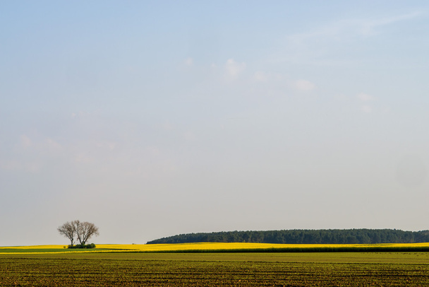 Fields in morning light - Photo, Image