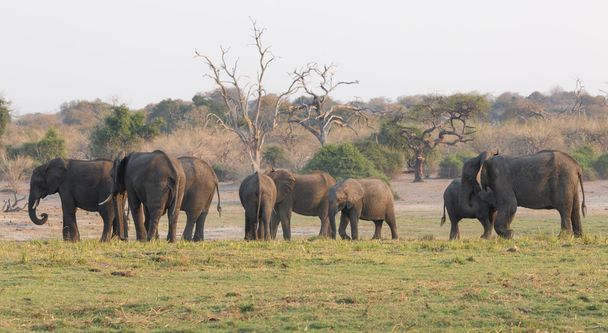 groep van olifanten - Foto, afbeelding
