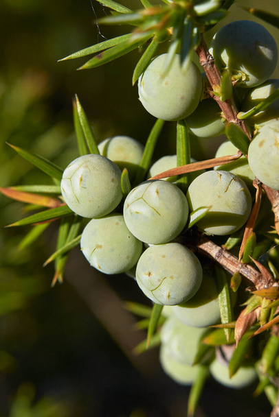Juniperus communis gałąź bliska dojrzałym owocom - Zdjęcie, obraz