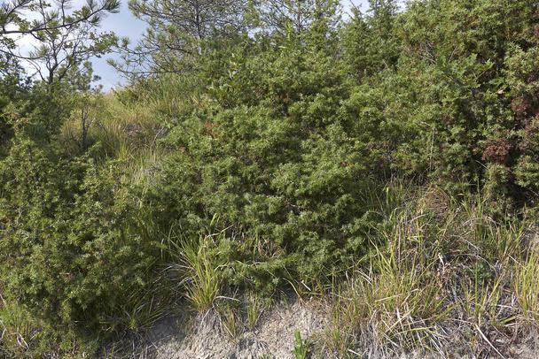 Juniperus communis keře v Itálii - Fotografie, Obrázek