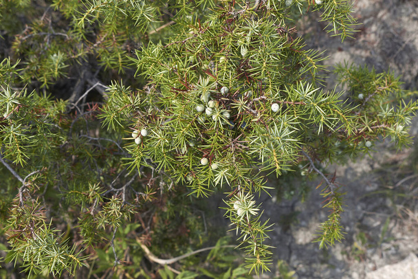 Juniperus communis Zweig mit Früchten - Foto, Bild