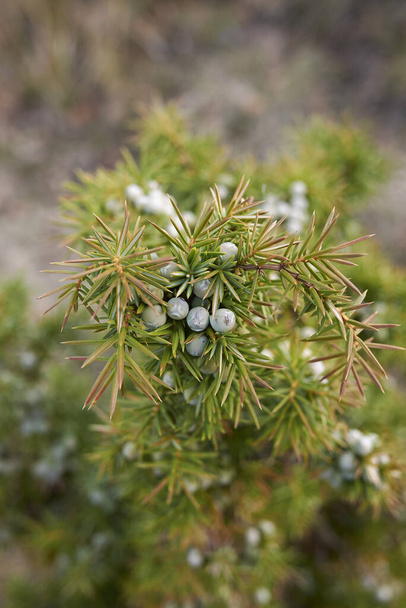 Juniperus communis oksa hedelmiä - Valokuva, kuva