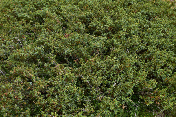 スイスのアルパインジュニア低木 - 写真・画像