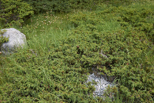 スイスのアルパインジュニア低木 - 写真・画像