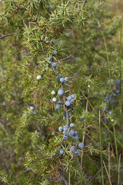 Juniperus communis branch close up with ripe fruit - Photo, Image