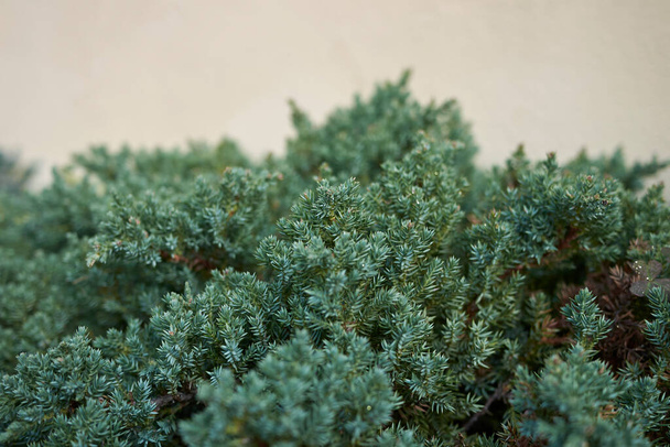 texturované listoví Juniperus procumbens keře - Fotografie, Obrázek
