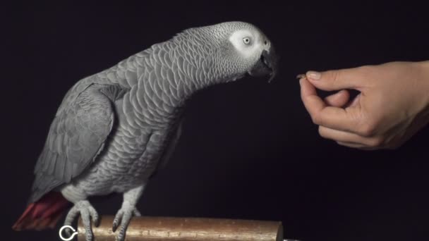 Le perroquet prend la nourriture
 - Séquence, vidéo