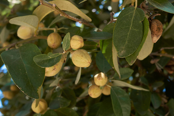 果実を持つLagunaria patersonia枝 - 写真・画像