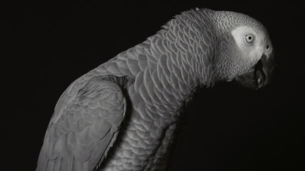 Parrot biting claw - Footage, Video