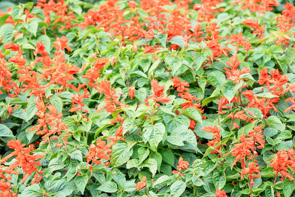 Red salvia is een prachtige decoratieve bloem die groeit in de tuin op een zonnige zomerdag. Heldere rode salvia bloemen. - Foto, afbeelding