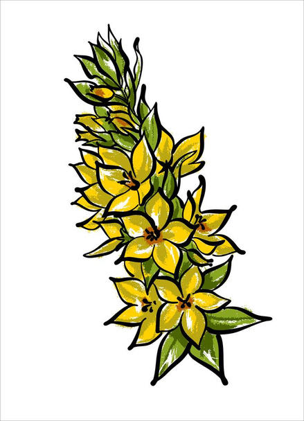 Κίτρινο ή κήπο αψιθιά Lysimachia vulgaris, ένα φαρμακευτικό φυτό. - Διάνυσμα, εικόνα