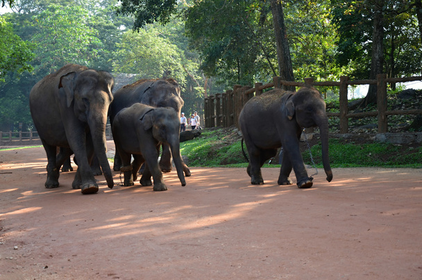 słonie w mieście pinnawala sierocińca w sri lanka - Zdjęcie, obraz
