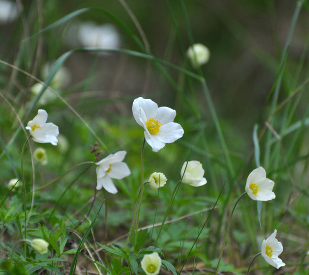 Wiosną w dziczy, w lesie kwitnie Anemon sylvestris - Zdjęcie, obraz