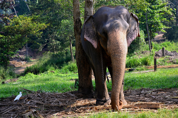 olifanten in pinnawala weeshuis in sri lanka - Foto, afbeelding