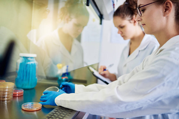 Dos técnicas femeninas analizando algunas muestras en placas de Petri dentro de un gabinete de bioseguridad mientras trabajan en un laboratorio - Foto, Imagen