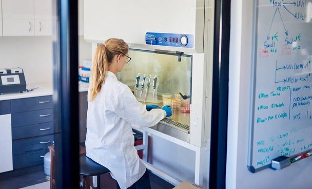 Жіночий технік вивчає зразки в посуді Петрі всередині шафи біобезпеки, працюючи один в лабораторії
 - Фото, зображення