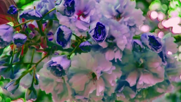 Purple Blooming Spring Flowers Background - Záběry, video