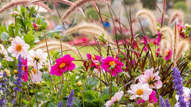 Group of different beautiful and colorful flowers in a garden - Photo, Image