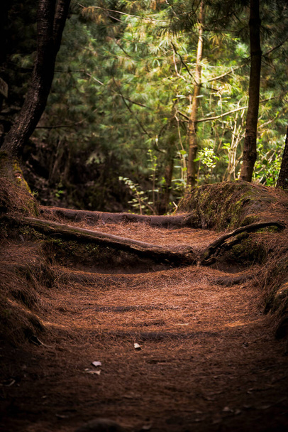 Un camino en el bosque - Foto, Imagen